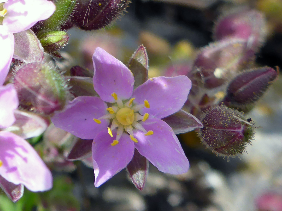 Flowers and buds