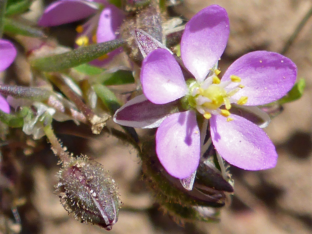 Bud and flower