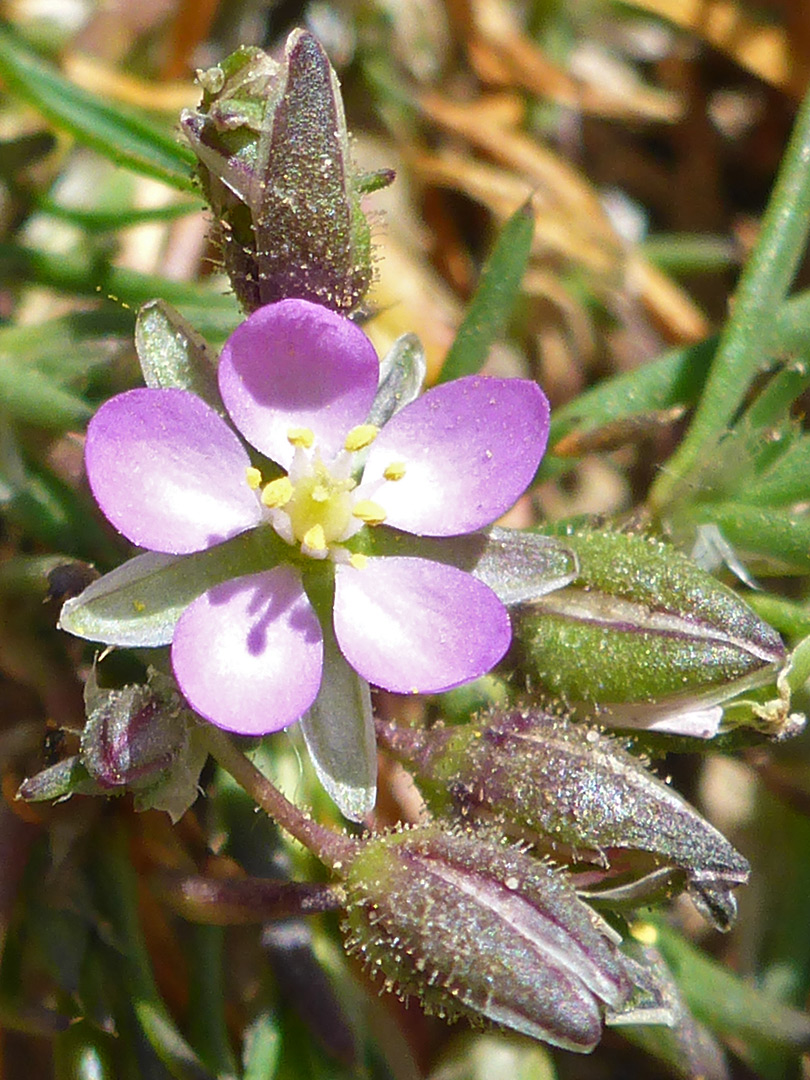 Ovate petals