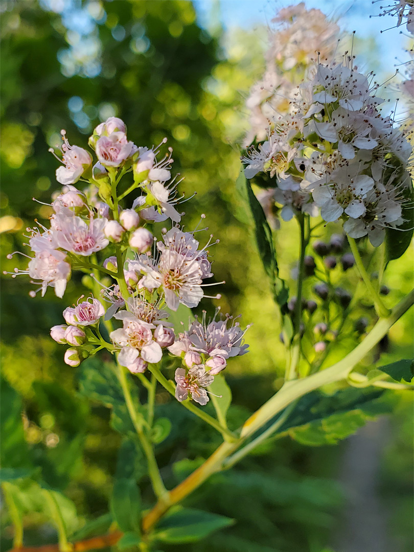 Pinkish-white flowers