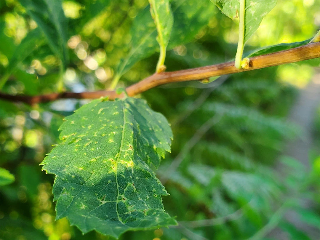 Branch and leaves