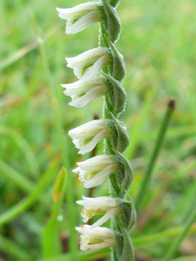 Line of flowers