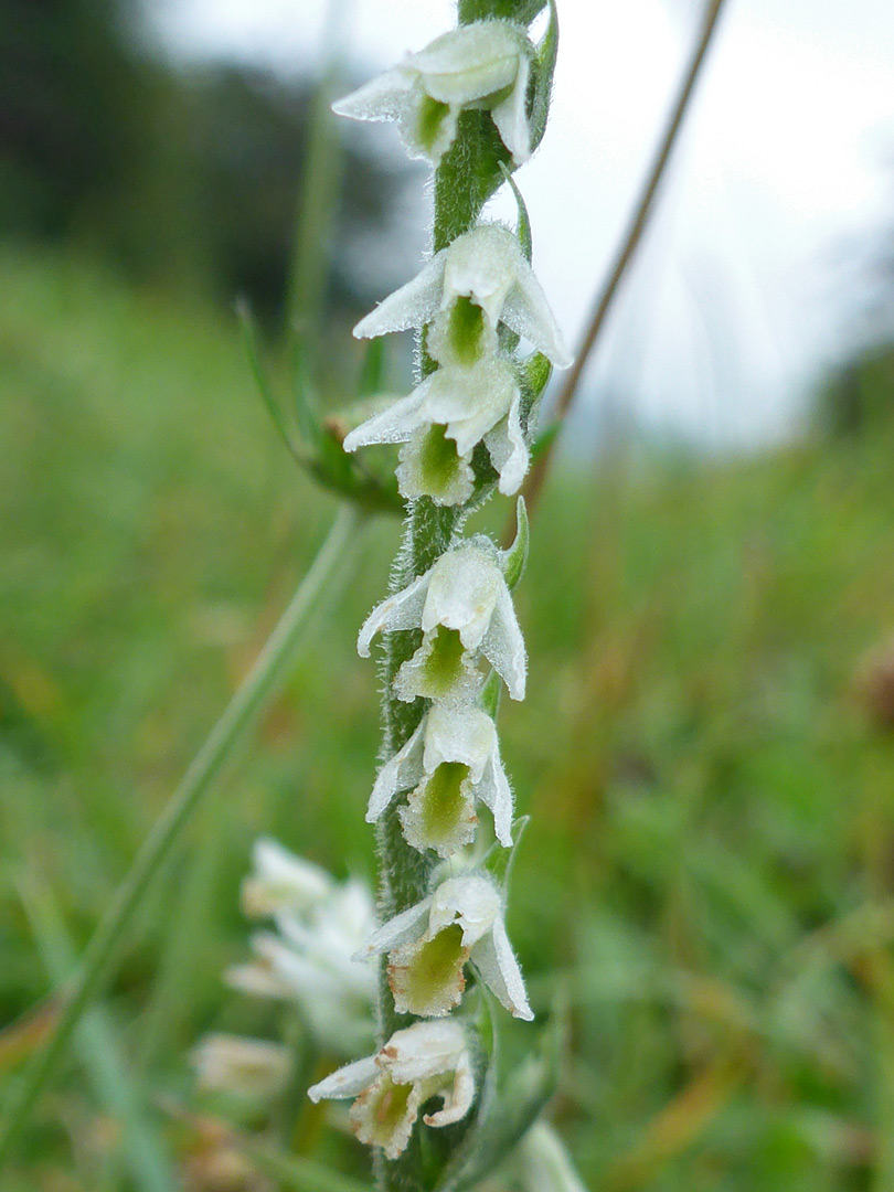 Non-spiral flowers