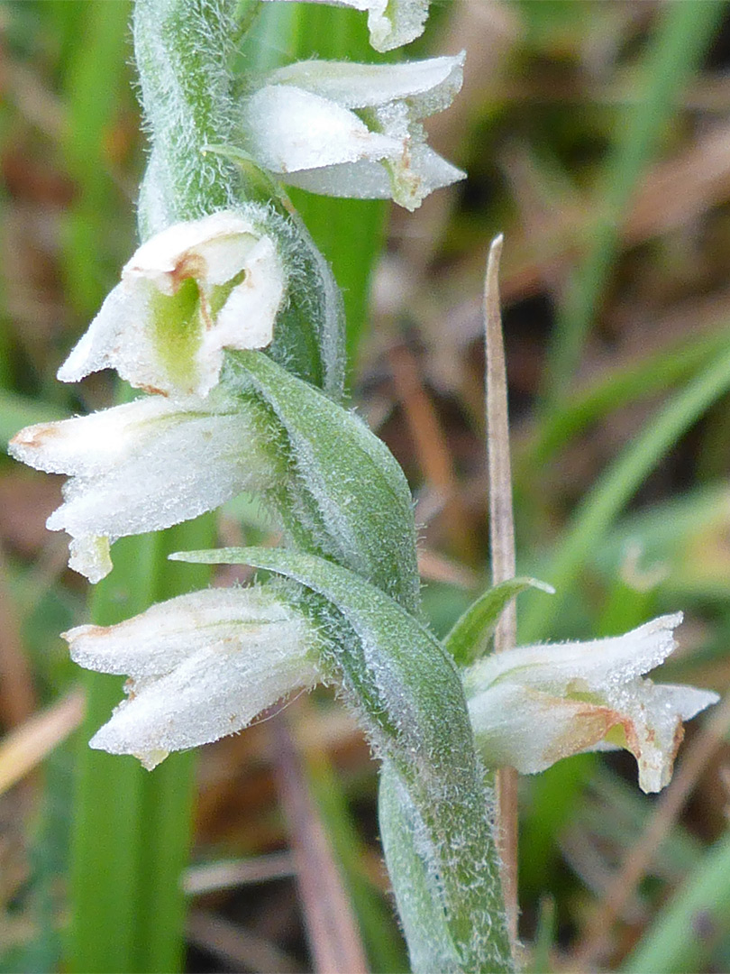 Hairy bracts and stem