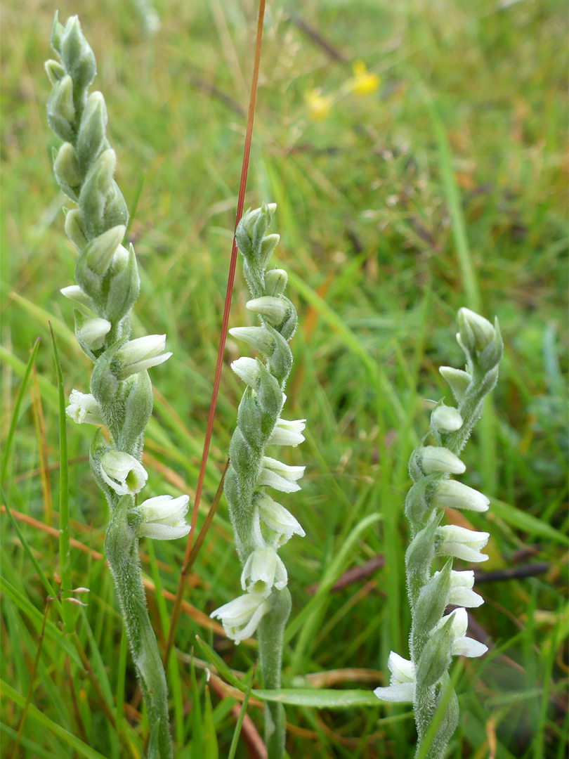 Three stems