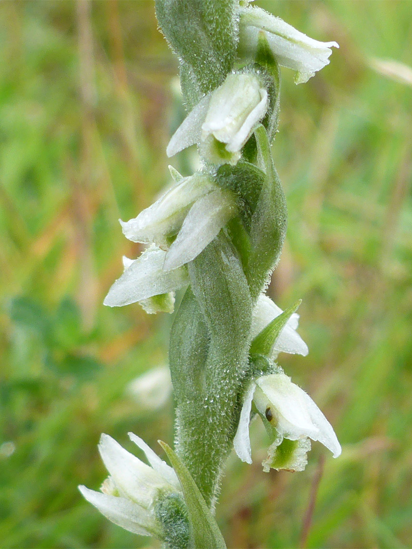 Downwards-pointing flowers