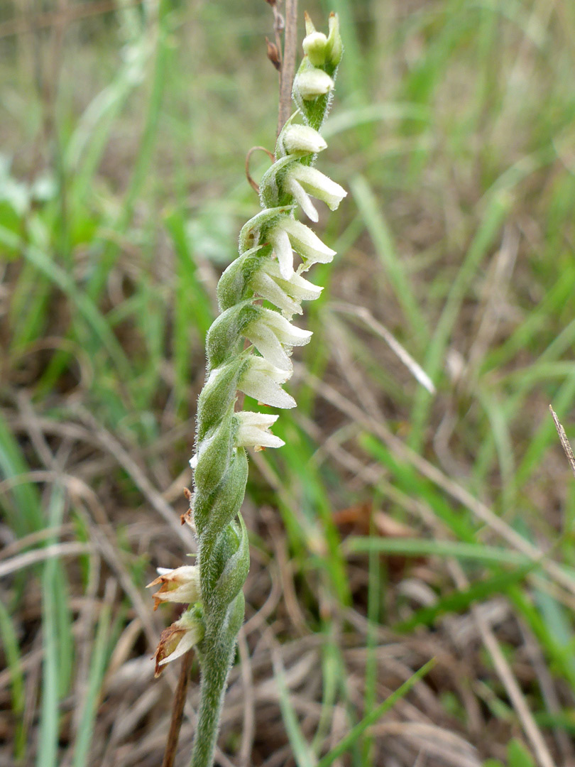 Vertical inflorescence