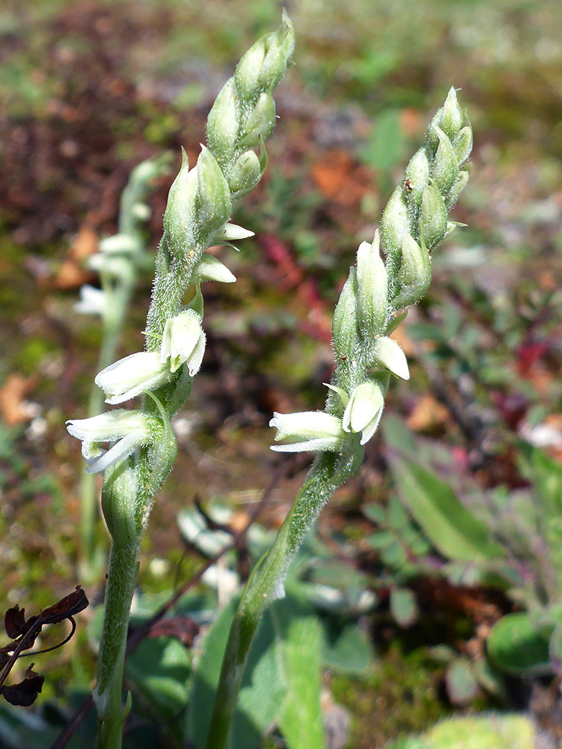 Two stems