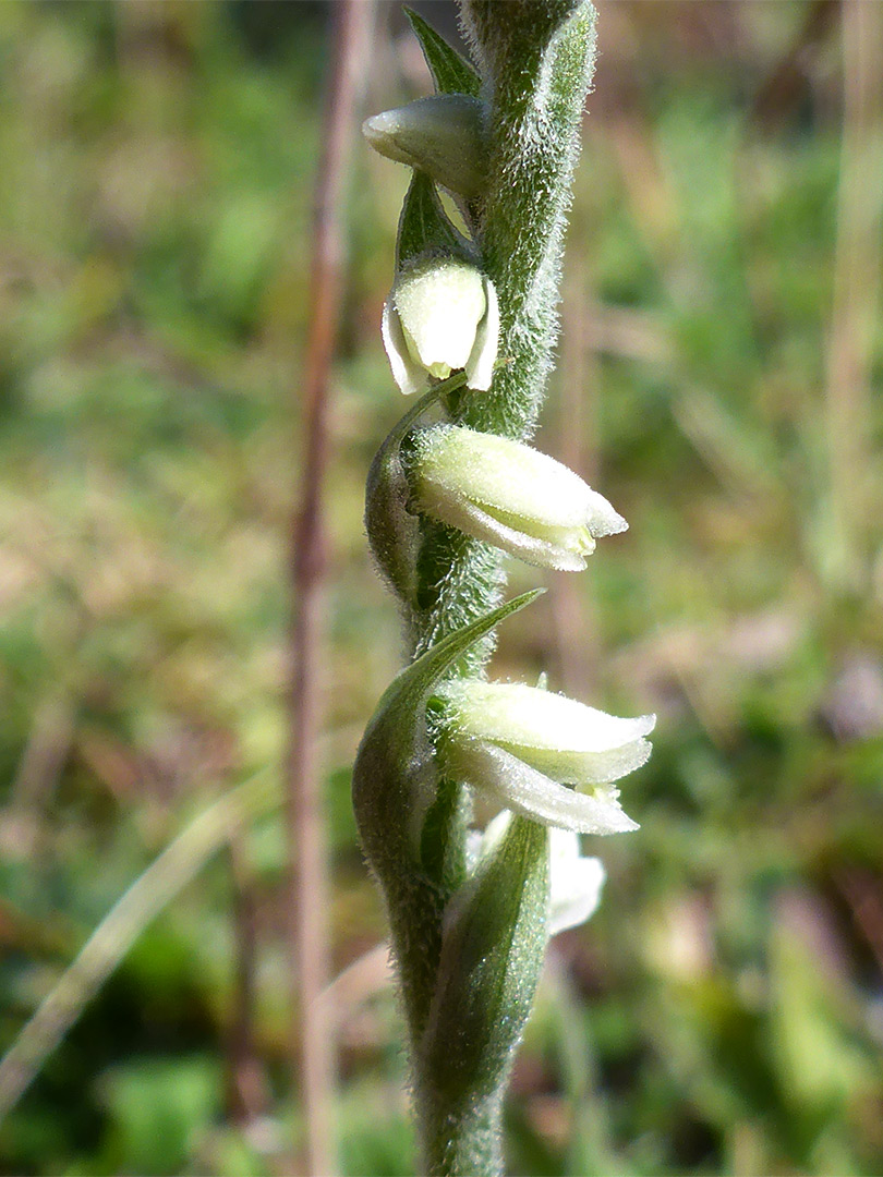 Hairy stalk and sepals