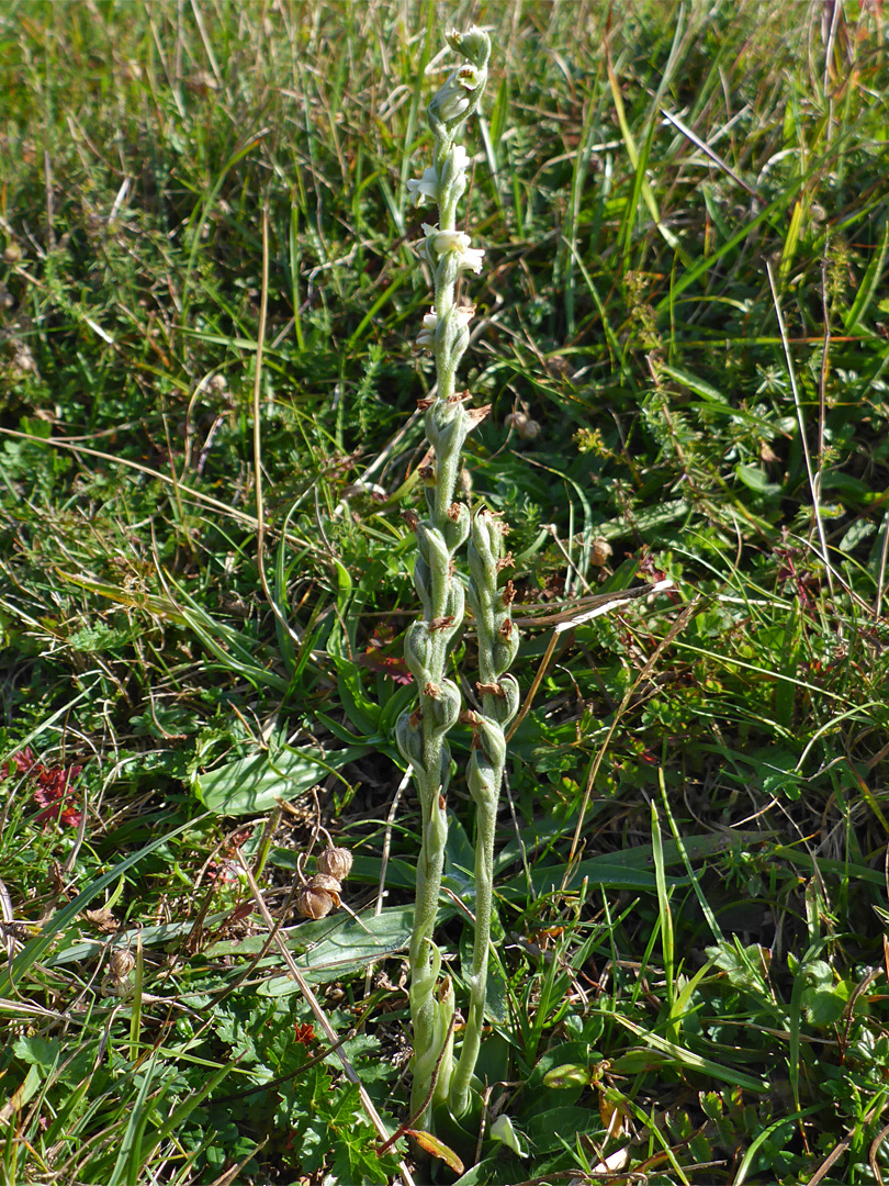 Two flowering stems