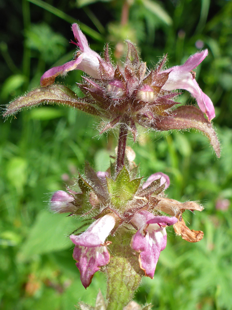 Limestone woundwort