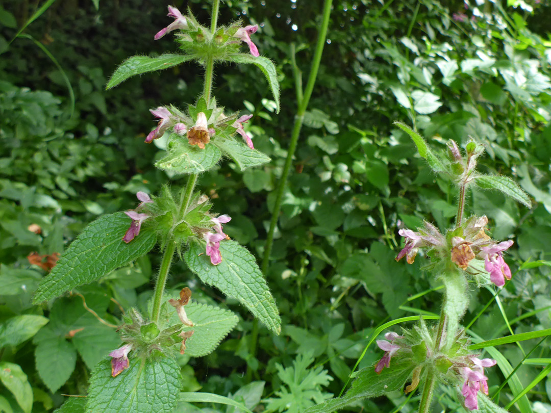 Flowers and leaves