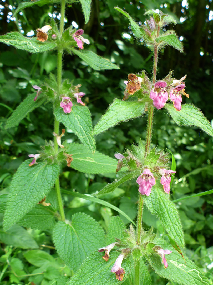 Flowers and leaves