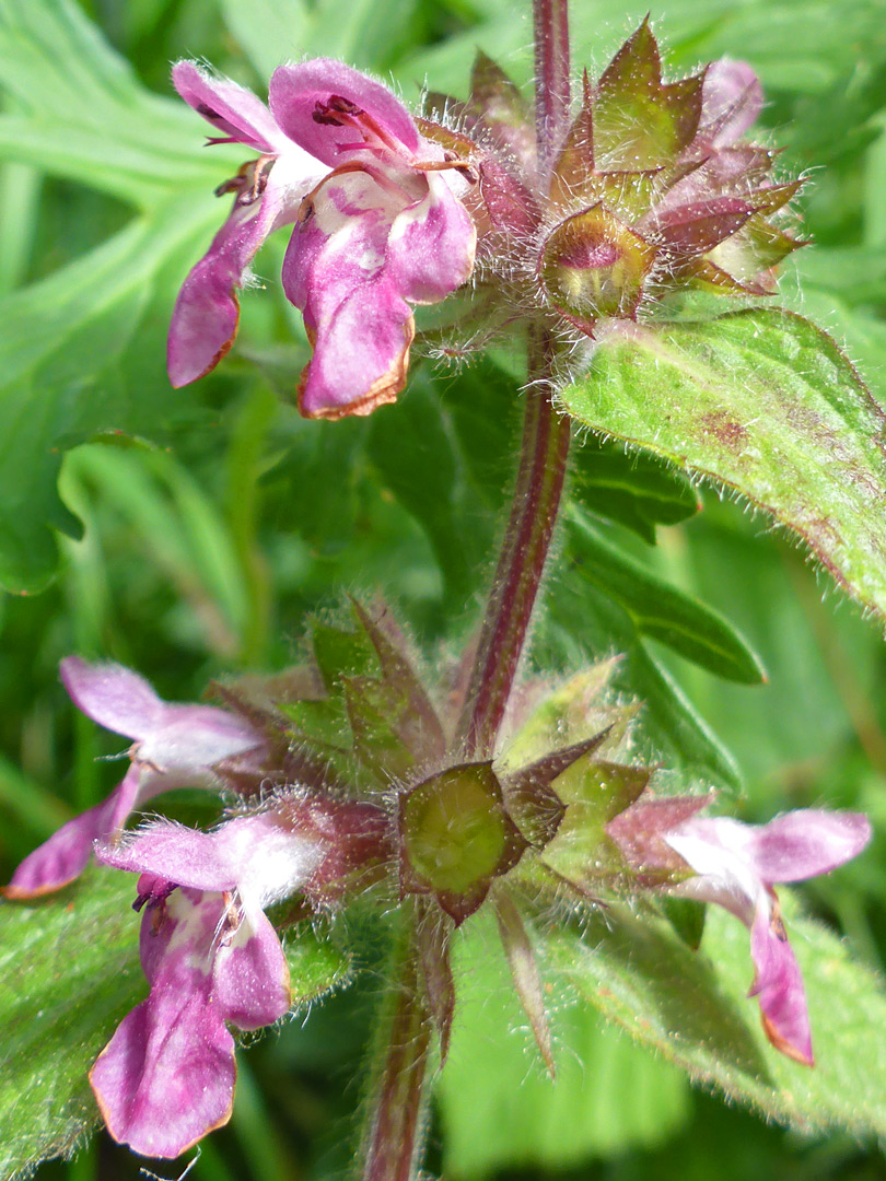 Flowers of limestone wouldwort