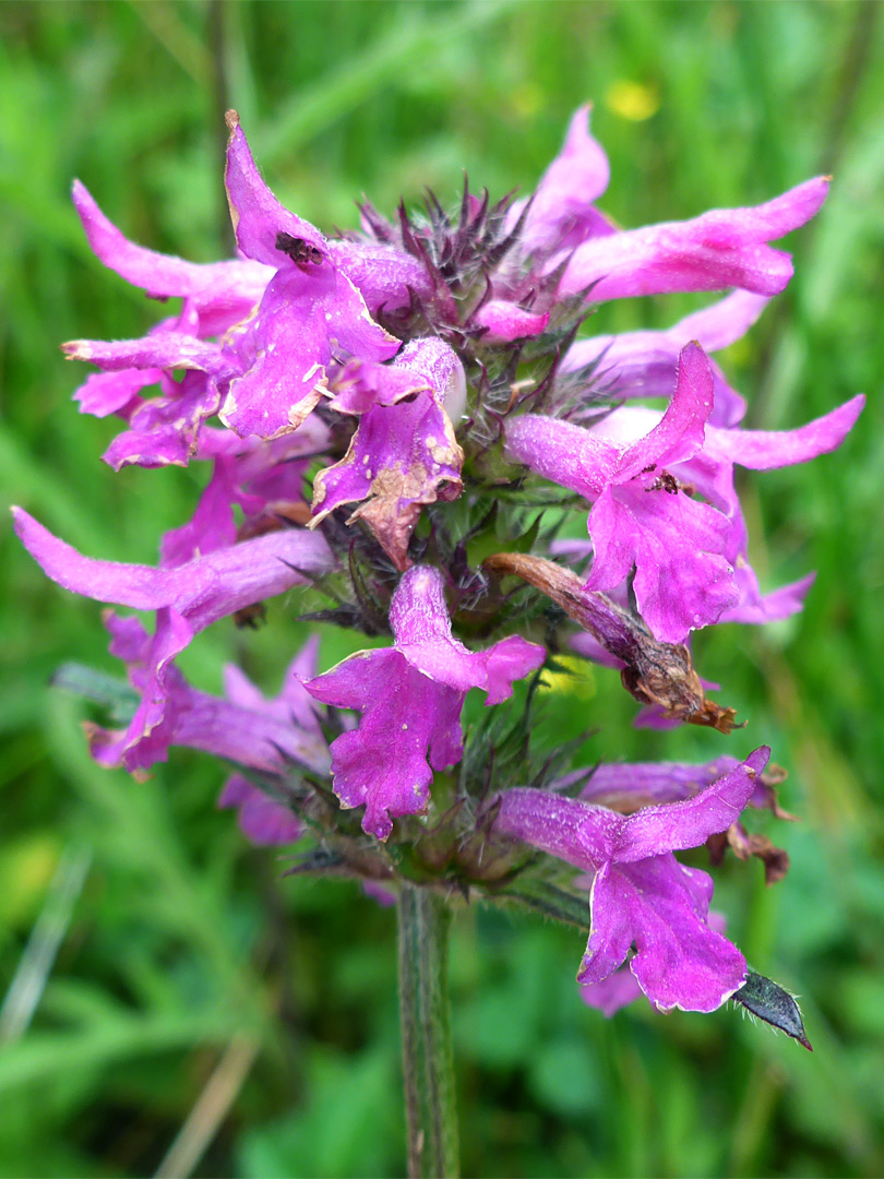 Withering flowers