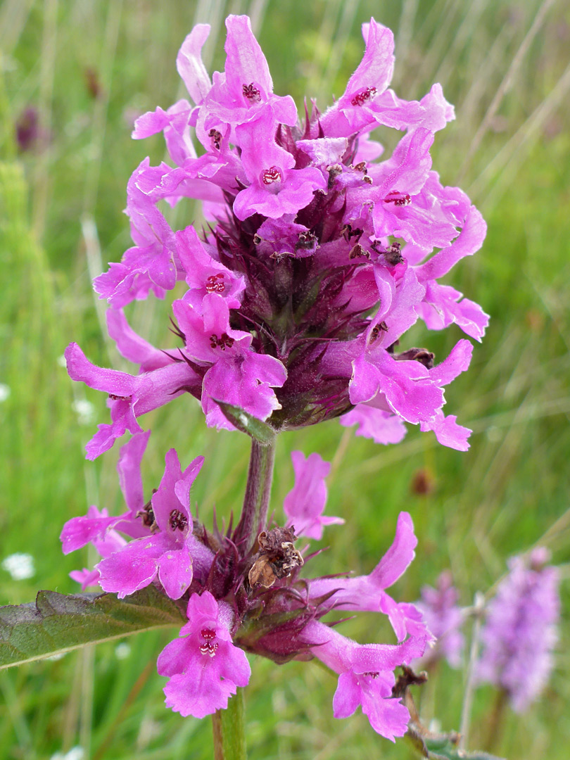 Compact flower cluster