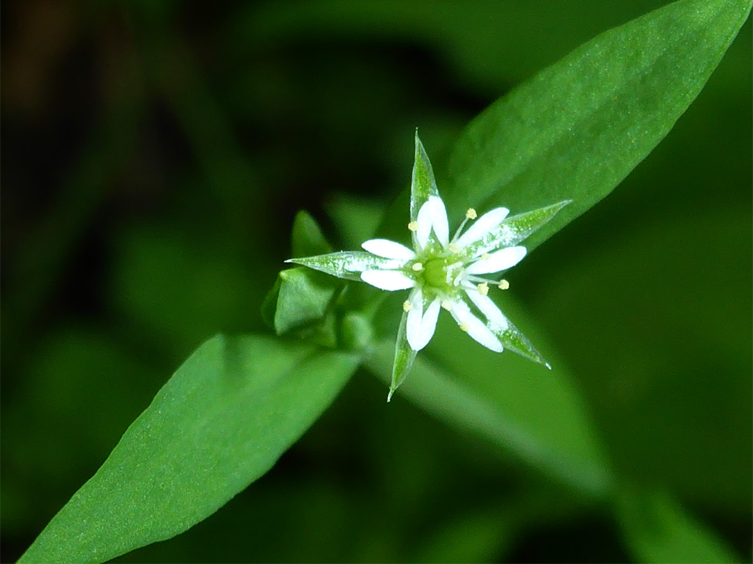 Flower and leaves