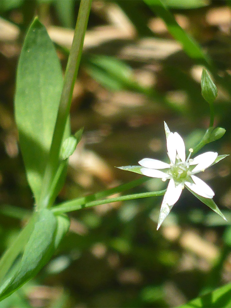 Bog stitchwort