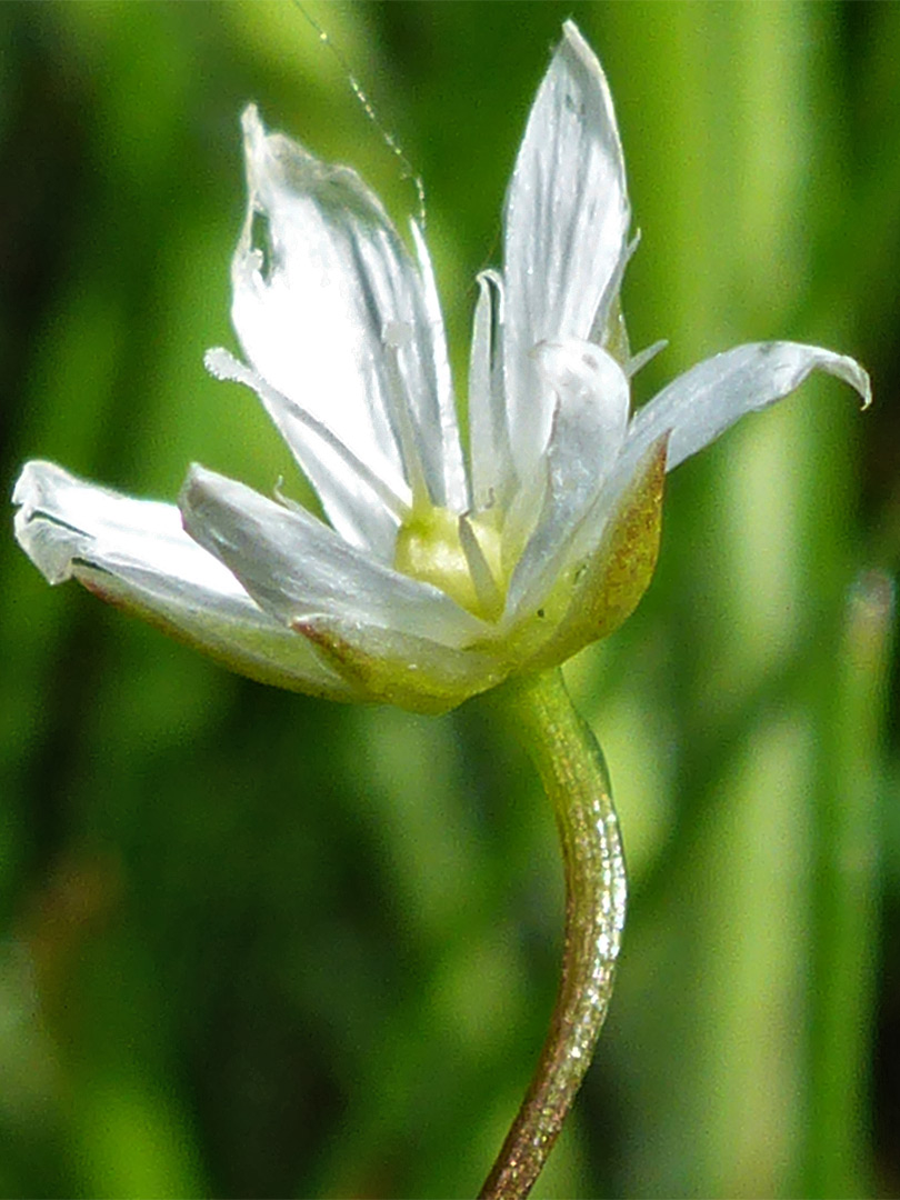 Sepals and petals