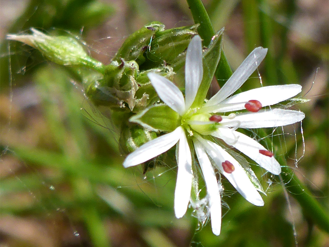 Petals and sepals