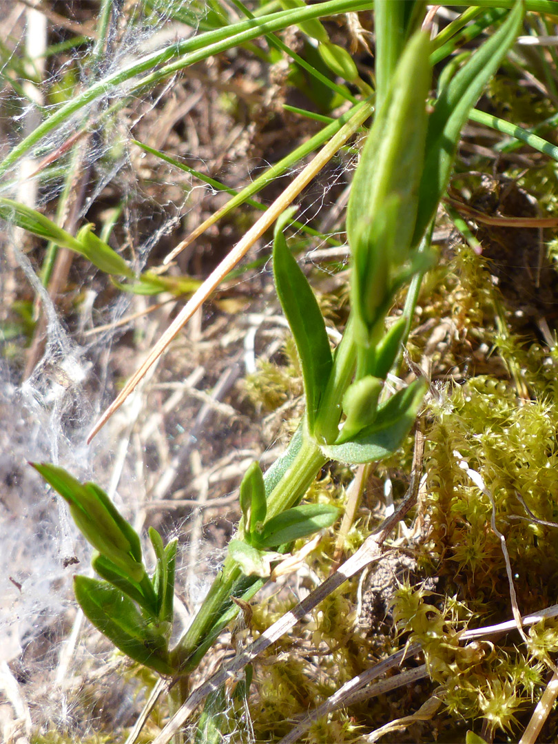 Leafy stem