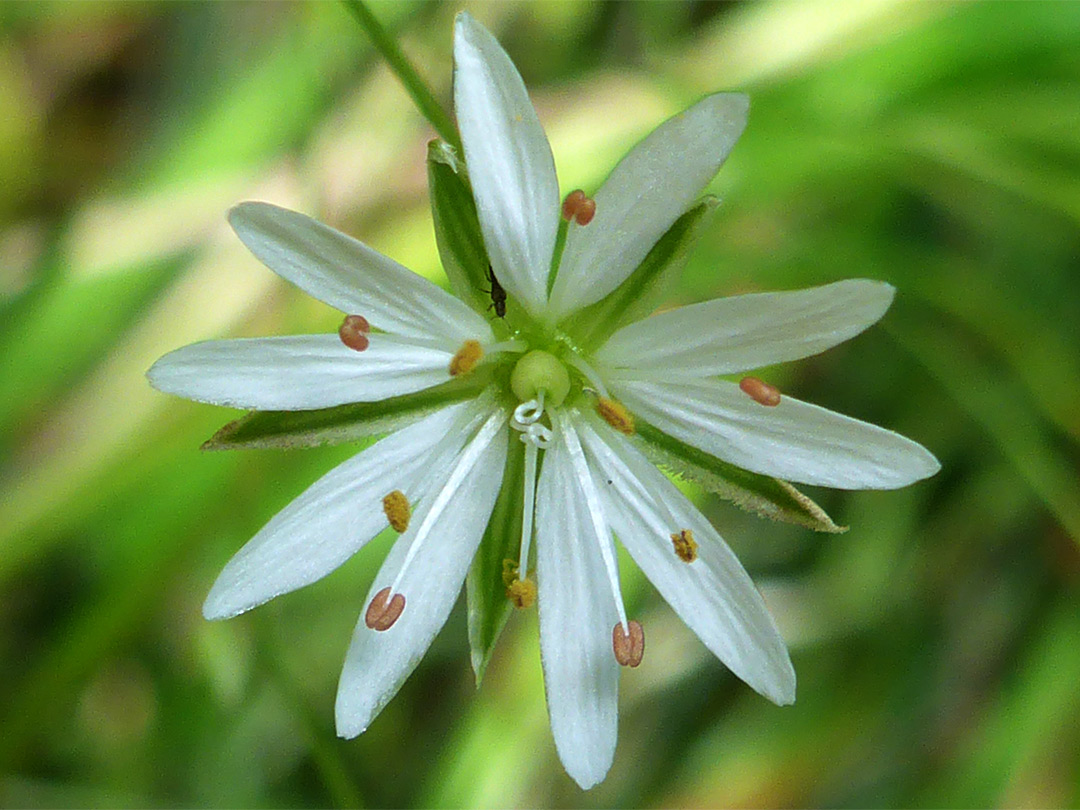 Deeply divided petals