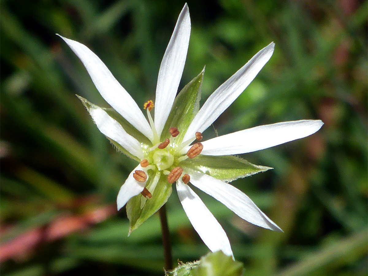 Different-length petals