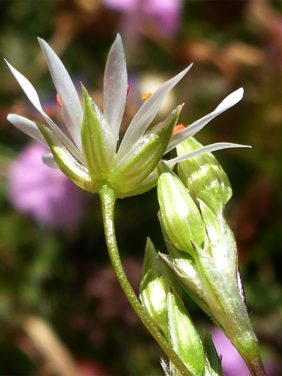 Buds and flower