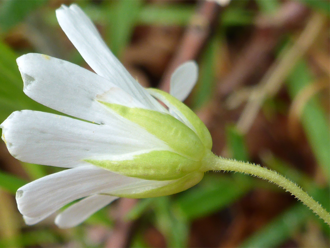 Hairy pedicel