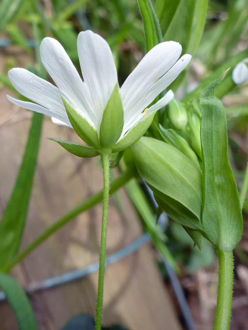 Leaves and sepals