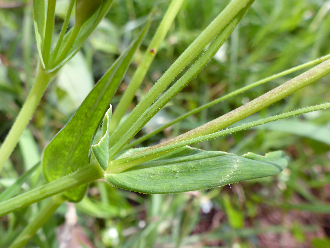 Opposite leaves