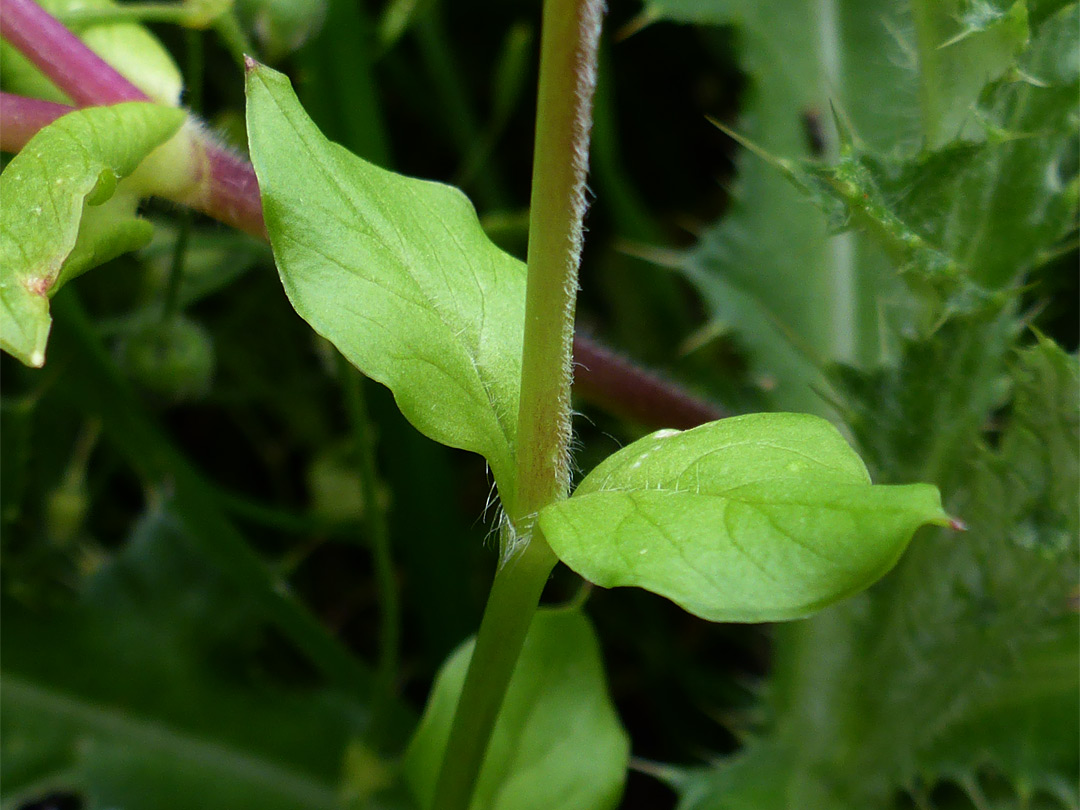 Stem and leaves