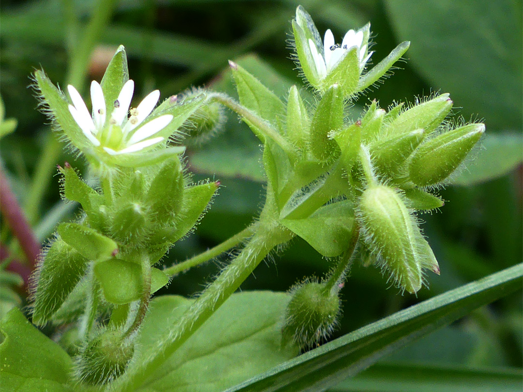 Flower clusters