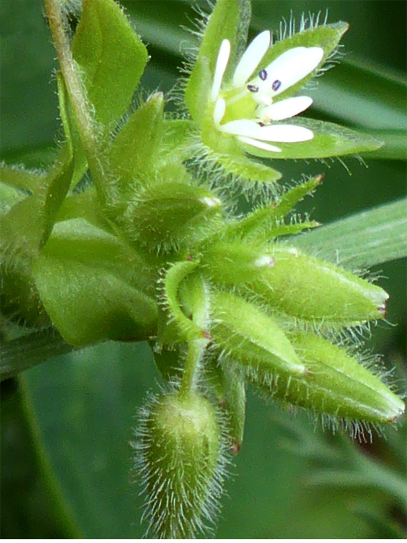 Buds and flower