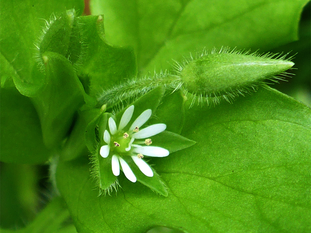 Flower and bud