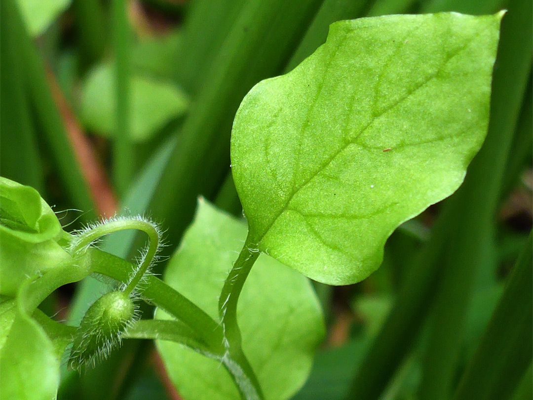 Yellow-green leaf