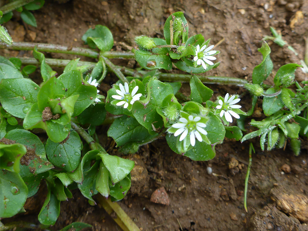 Prostrate stem