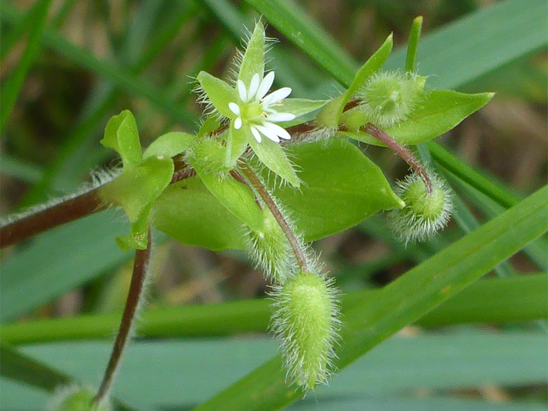 Hairy sepals and pedicels