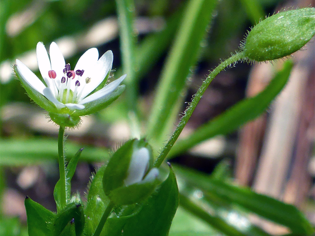 White flower