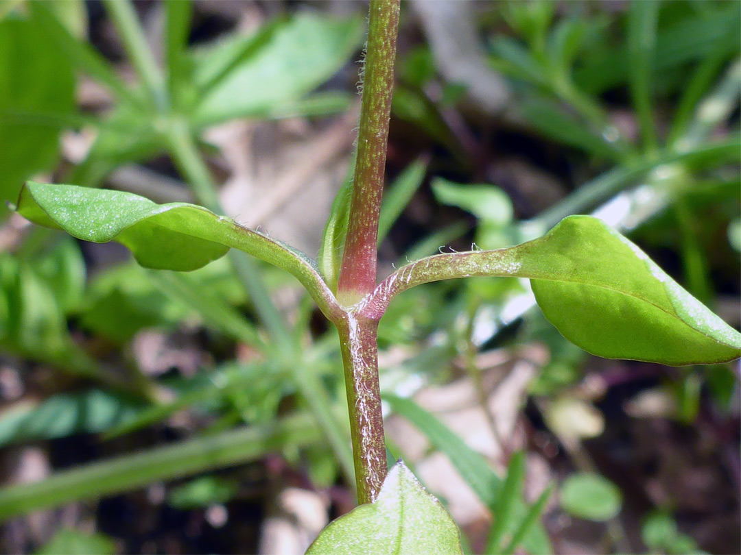 Opposite leaves