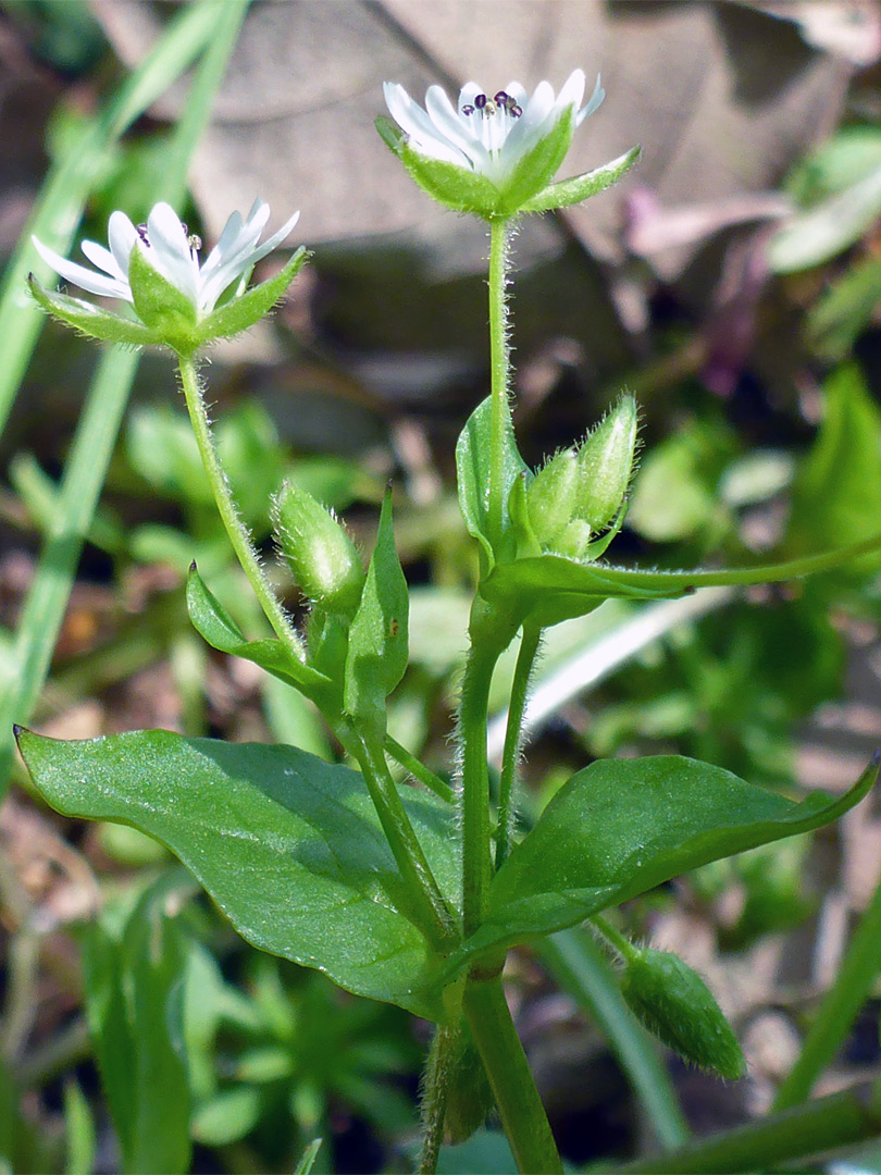 Leaves and flowers