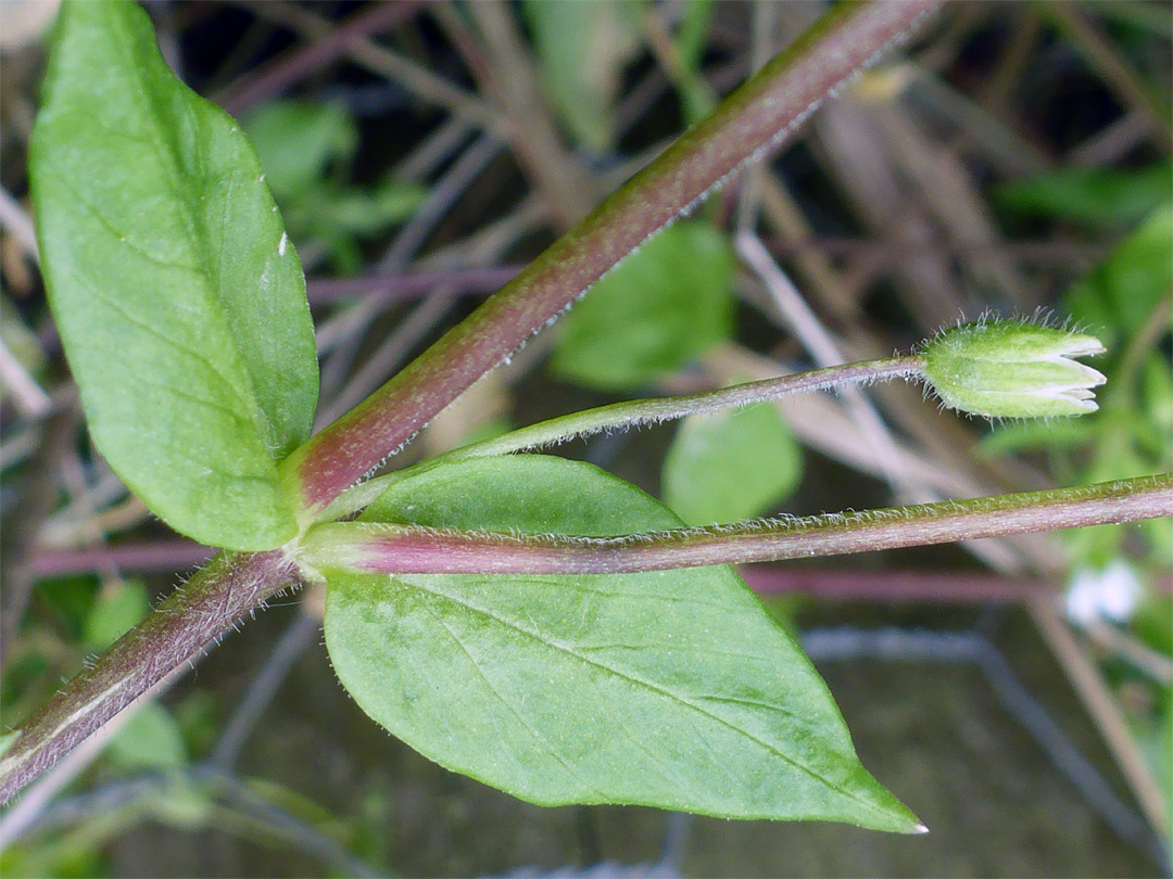 Stem and leaves