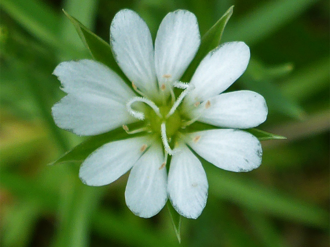 White flower