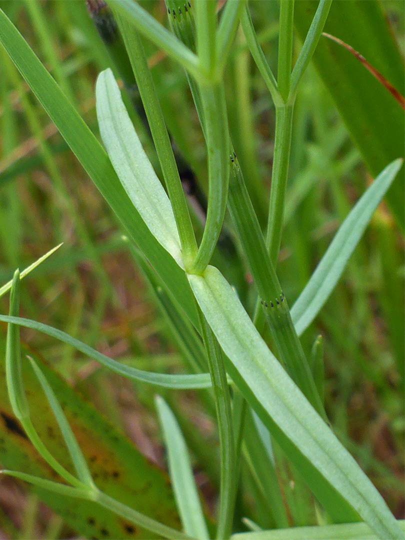 Narrow leaves