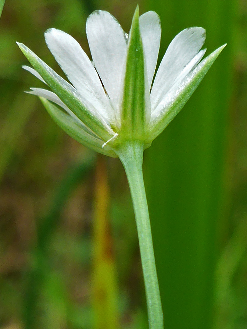 Petals and sepals