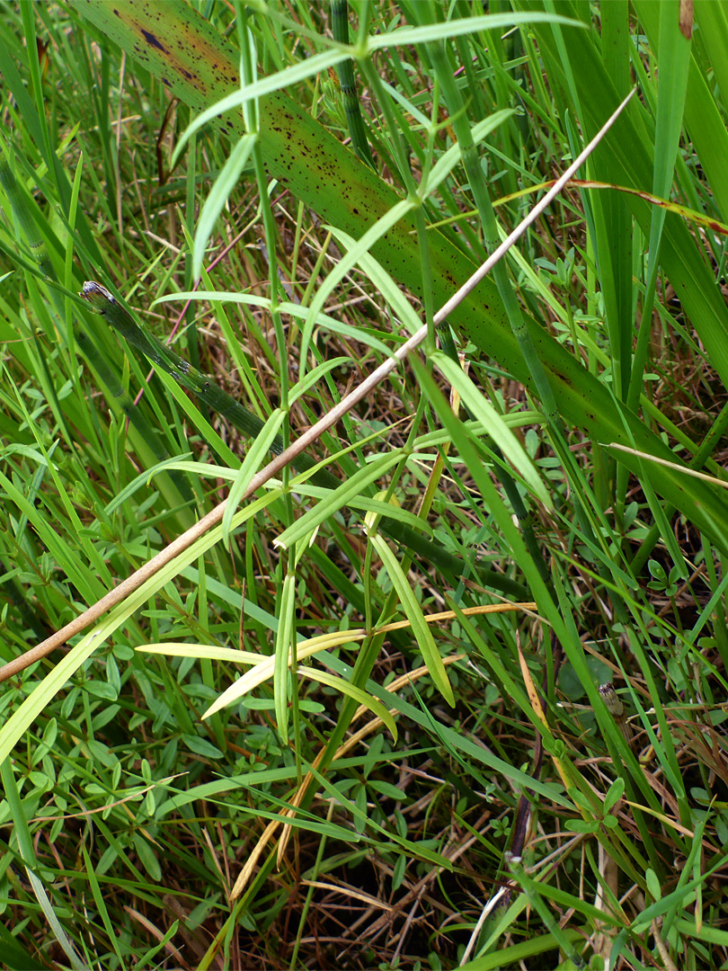 Slender stems