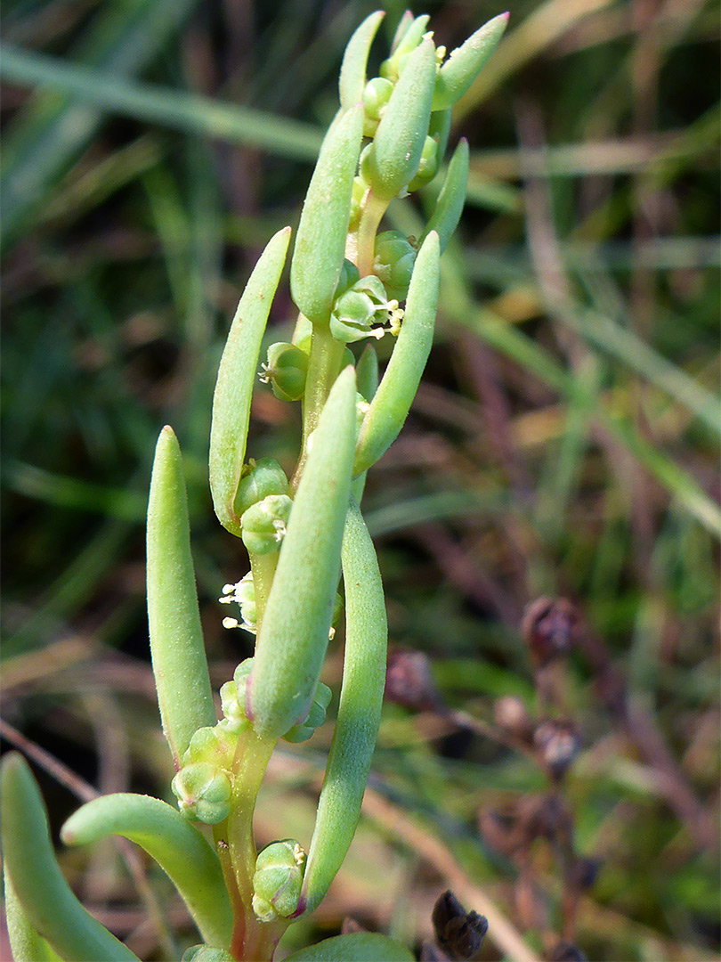 Yellowish-green leaves