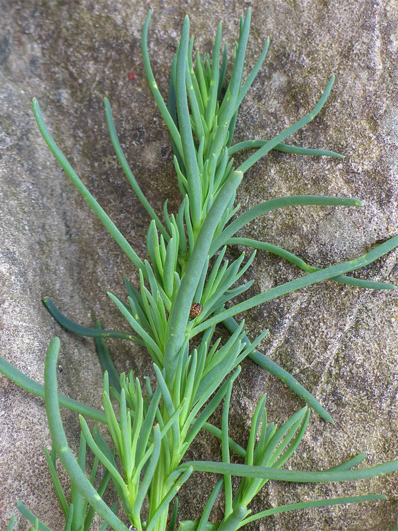 Foliage