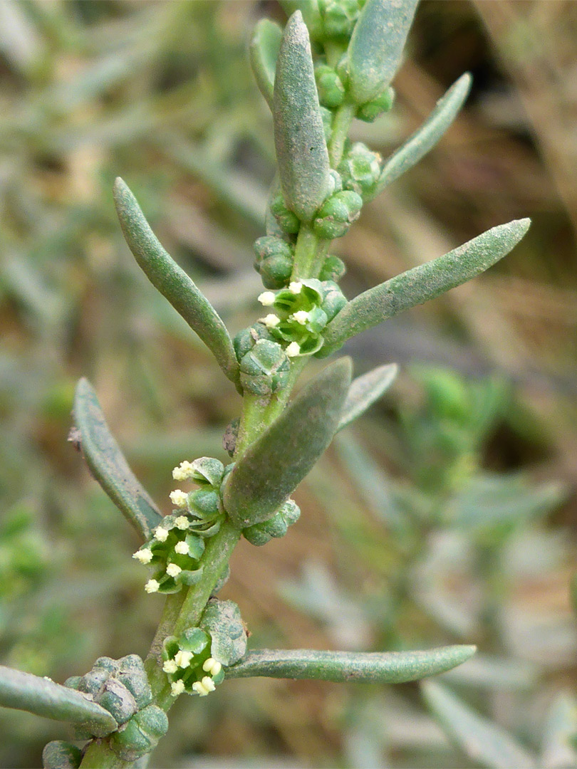 Pale yellow anthers