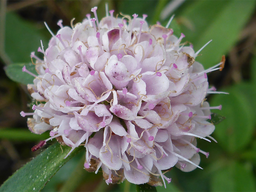 Devil's-bit scabious